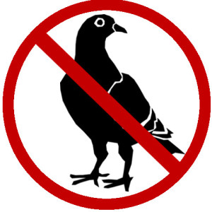 Pigeon Control Toronto