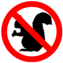 squirrel wildlife removal stcatharines